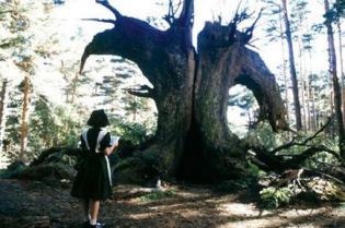 Le Labyrinthe de Pan (El Laberinto del Fauno)