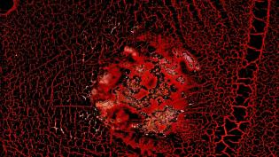 Scratch Projection - J�rgen Reble