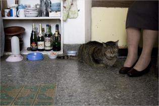 Les Vieux chats