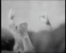 Coffret Arte Video Black Panthers 