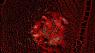 Scratch Projection - J�rgen Reble
